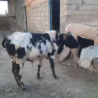 گاو نرسالم پر گوشت دونه ای نود ملیون تومان|حیوانات مزرعه|کرخه, |دیوار