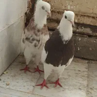 طوقی