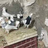 طوقی عالی|پرنده|رباط‌کریم, شترخوار|دیوار