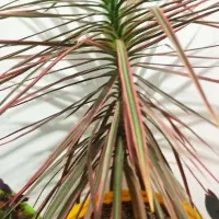 گل های زیبا و سرحال آپارتمانی