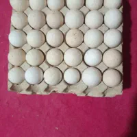 تخم بوقلمون نطفه دار