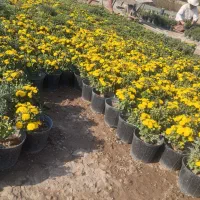 گل آپارتمانی و فصلی،زر،شمعدونی، داوودی