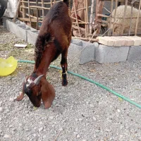 کهره  ..بره  فروشی