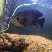 ماهی اسکار لجن خار چوب آب نوس  اکواریم بخاری|ماهی|هشتگرد, فاز ۲ مهستان|دیوار