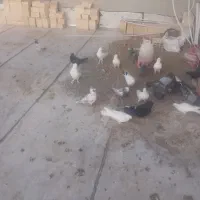فروش ۱۵ عدد کبوتر