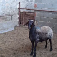 بره همو افشاری اصیل به شرط آزمایش و فنوتیپ