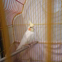 عروس هلندی ماده