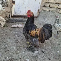 جوجه مرغ و خروس زینتی