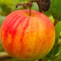نهال کنار هندی سیبی و گیلاسی بدون هسته