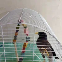 مرغ مینا|پرنده|فردیس, نگارستان|دیوار