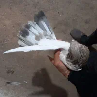 4تا کبوتر ۲تومن