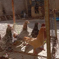 کفتر سار|پرنده|فاروج, |دیوار