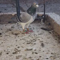 ۵ عدد طاوسیی نامبروان|پرنده|مشهد, شهرک بهارستان|دیوار