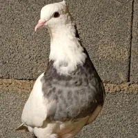 طوقی|پرنده|سپیدار, |دیوار