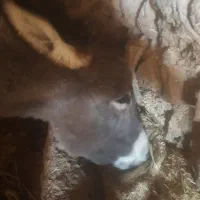 الاغ یا خر|حیوانات مزرعه|خرمدره, |دیوار