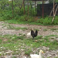 مرغ لهستانی با خروس فروشی