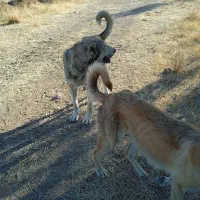 دو تا سگ عراقی|سگ|بستان آباد, |دیوار