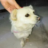 سگ اشپیتز