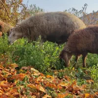 یک‌عدد‌قوچ‌‌دامازدغ|حیوانات مزرعه|مرادلو, |دیوار