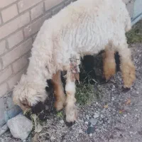 دوتا بره نر دونه 10میلیون