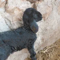 بره شیری