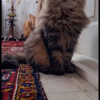 گربه پرشین اصیل