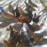 مرغ محلی بومی اصیل تخم گذار