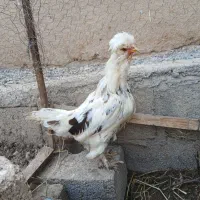 مرغ سلطان