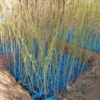 نهال میوه کیسه‌ای آماده کاشت