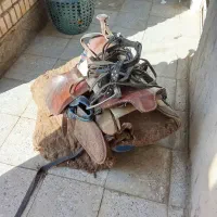 دهنی وزین اسب