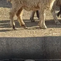 کاور ۲دندان|حیوانات مزرعه|سرایان, |دیوار