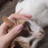 واگذاری گربه خونگی