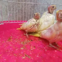 جوجه عروس هلندی|پرنده|دلند, |دیوار