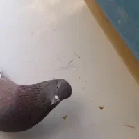 کبوتر. نر سرخ آس|پرنده|بروجن, |دیوار