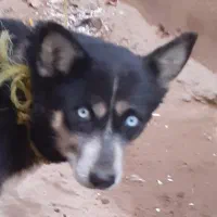 سگ هاسکی ماده واقعا باهوش