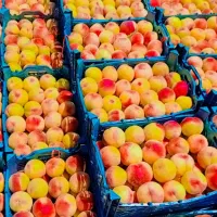 خواهان اجاره باغ میوه‌های تابستانی آلوهلو،شلیل،سیب