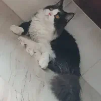 گربه نر پرشین اصیل