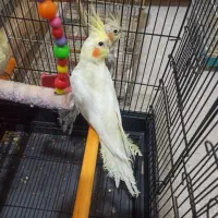 جفت عروس هلندی  اهلی سالم|پرنده|تبریز, |دیوار