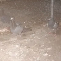 ۳ تا آلمانی جوانه ی سبز ماده بزرگ