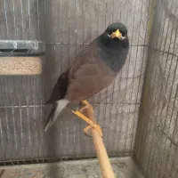 میناسخنگو|پرنده|مشهد, امیریه|دیوار