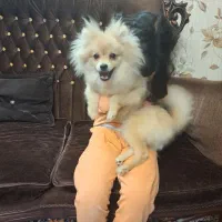 سگ پامرین عروسکی خرسی|سگ|ری, شهید غیوری (ابن باویه)|دیوار