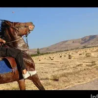 خرید و فروش اسب به بالاترین قیمت