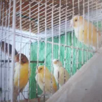 قناری|پرنده|تربتحیدریه, ترمینال|دیوار