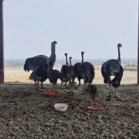فروش شتر مرغ زنده