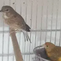 نرقناری ماده سینه سرخ جفتی