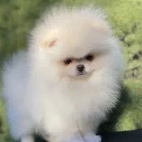 پامر سفید خرسی ۶۰ روزه