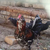 خروس گلین