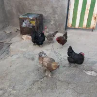 مرغ وخروس تاج سلطان