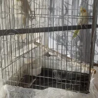 دوعدد عروس هلندی فروشی با قفس