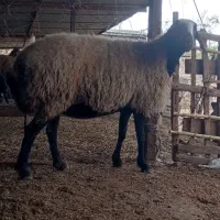 گوسفند شال داشتی کشتاری|حیوانات مزرعه|سنگدوین, |دیوار